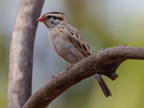 <h3><a href="/trips/gambia/biota/animalia/chordata/aves/040 passeriformes/116 viduidae/vidua macroura/vidua macroura-nl.html">Vidua&nbsp;macroura</a> / Pin‑tailed&nbsp;whydah / Dominicanerwida</h3>OM-1 Mark II met OLYMPUS M.150-400mm F4.5, 1/2000 sec  bij F4.5, ISO 1600, afstand 6.42&nbsp;m
